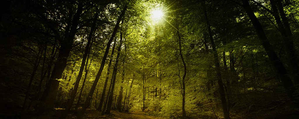 RCF_Ardennes_Foret_100x40